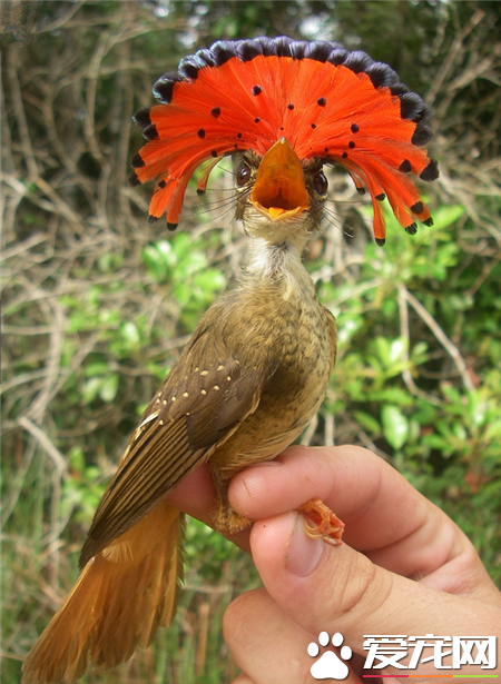世界上最美的鸟是什么鸟 世界上最美的20种鸟
