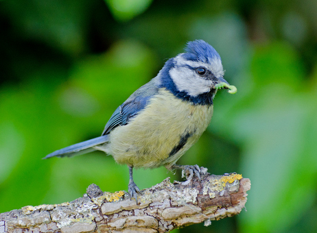 鸟拉稀怎么治 用四环素或土霉素来治疗鸟拉稀