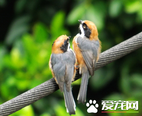 最聪明的宠物鸟有哪些 宠物鸟就是常说的智力鸟