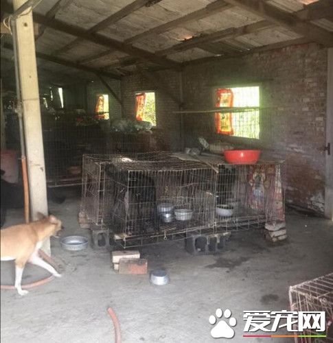 阿伯为宠物操劳一生 去世后51只狗狗被收养