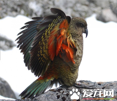 世界上最美的鸟是什么鸟 世界上最美的20种鸟