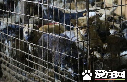 男子上街发现前方叫声不断 让人无比心酸