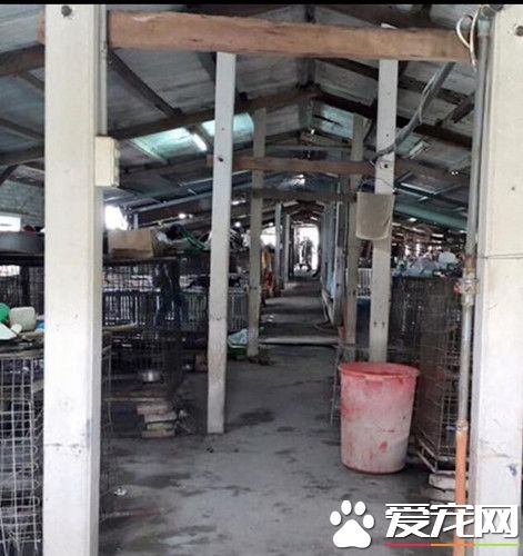 阿伯为宠物操劳一生 去世后51只狗狗被收养