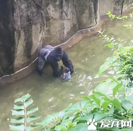 小男孩不慎跌入猩猩园中 发生的事情让人冒汗