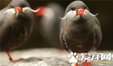 世界上最美的鸟是什么鸟 世界上最美的20种鸟