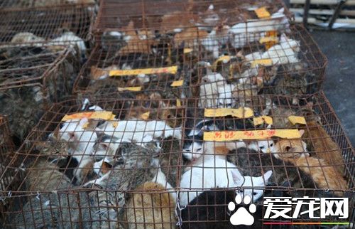 男子上街发现前方叫声不断 让人无比心酸