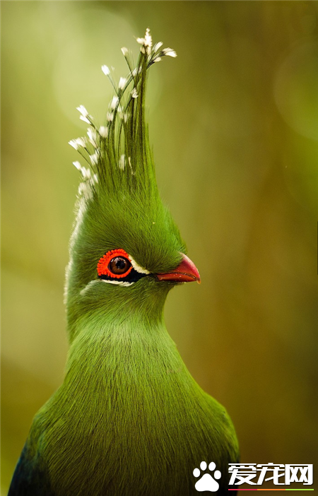 世界上最美的鸟是什么鸟 世界上最美的20种鸟
