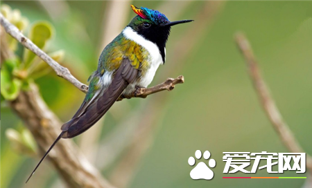 世界上最美的鸟是什么鸟 世界上最美的20种鸟