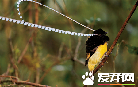 世界上最美的鸟是什么鸟 世界上最美的20种鸟