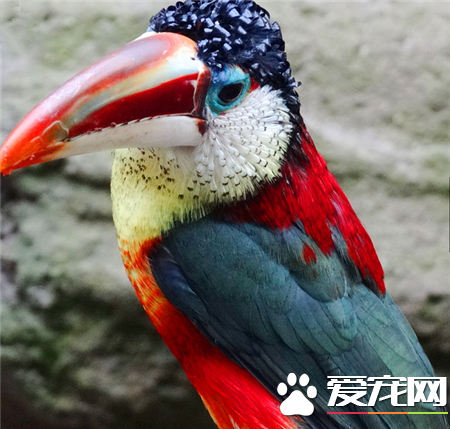 世界上最美的鸟是什么鸟 世界上最美的20种鸟