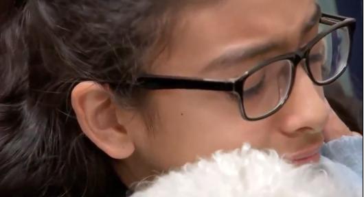 小贵宾为护主和比特犬搏斗 差点被活活咬死