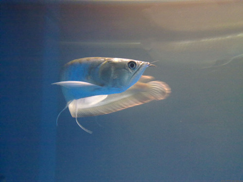 怎样养好银龙鱼 养好银龙鱼的六个方面