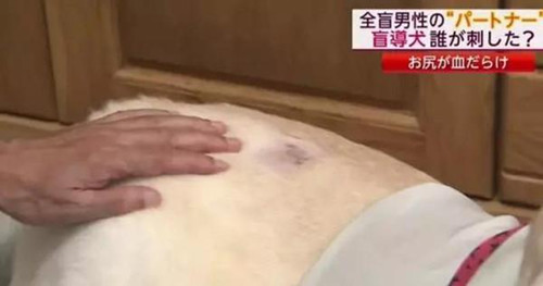 导盲犬陪主人坐地铁 被刺伤为主人却忍痛不叫