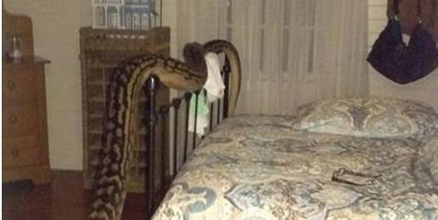 5米长巨蟒半夜闯屋内 女屋主睡梦中被惊醒