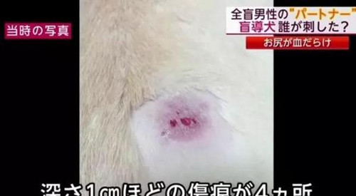 导盲犬陪主人坐地铁 被刺伤为主人却忍痛不叫