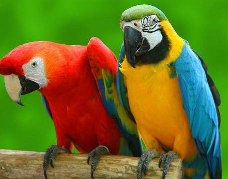 鹦鹉鸟多少钱 据品种不同从几十元到几万元不等