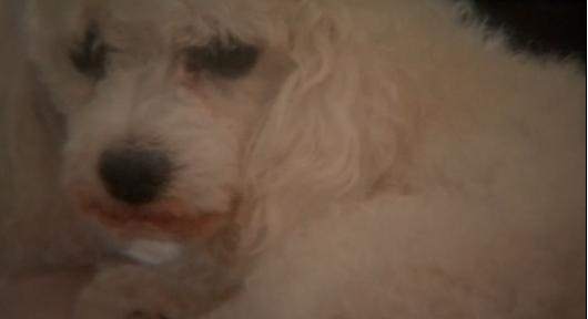 小贵宾为护主和比特犬搏斗 差点被活活咬死