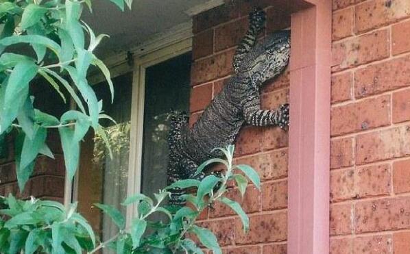 这么个庞然大物来敲门 恐怕谁都不敢开门吧