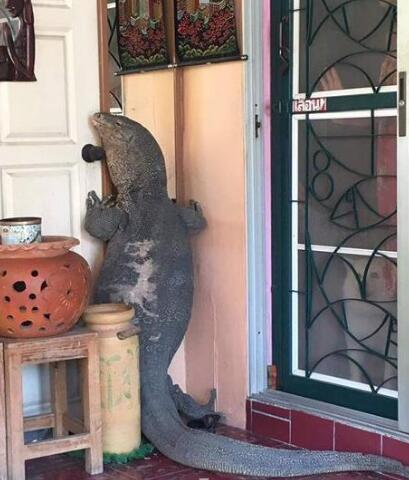 这么个庞然大物来敲门 恐怕谁都不敢开门吧