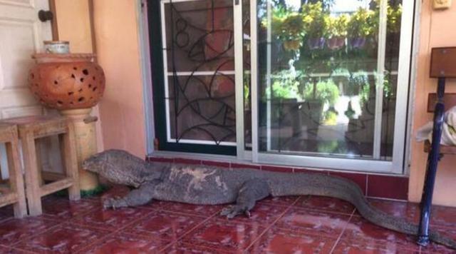 这么个庞然大物来敲门 恐怕谁都不敢开门吧