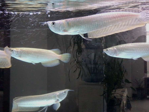 银龙鱼吃什么 不同生长时期吃的食物也不一样