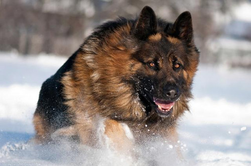 救险人员在一只冻死的狗狗怀里 救出三岁孩童