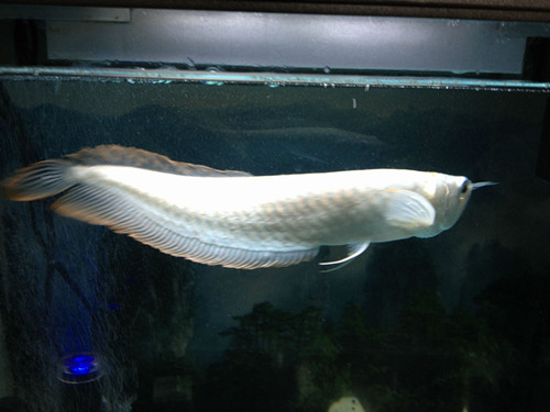 如何喂银龙鱼 银龙鱼属于肉型性动物