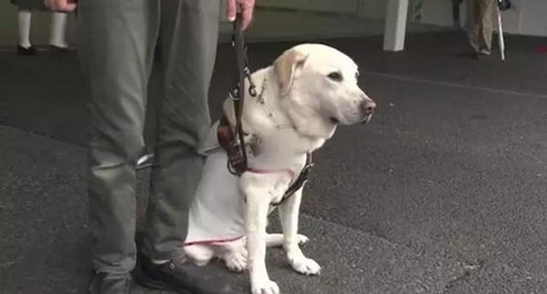导盲犬陪主人坐地铁 被刺伤为主人却忍痛不叫