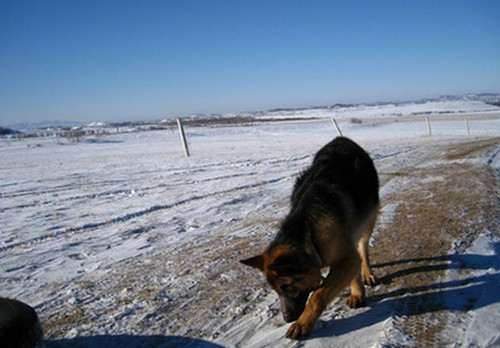 救险人员在一只冻死的狗狗怀里 救出三岁孩童