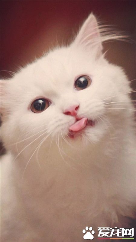 喵星人，卖个萌，吐个小舌头，给我小鱼干好不好呀？