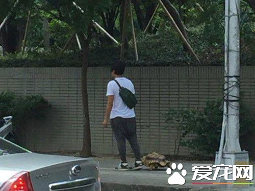 男子在街上遛乌龟 有人笑称遛完都天黑了