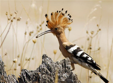 戴胜多少钱 戴胜鸟属于国家二级保护动物