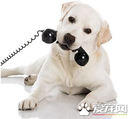 打电话什么的，对于拉拉来说不在话下呢