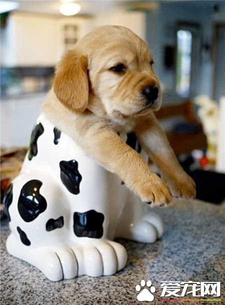 铲屎官，我们还能愉快的沟通么？