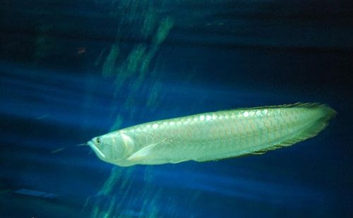 银龙鱼肠炎的症状 银龙鱼得了肠炎治疗方法