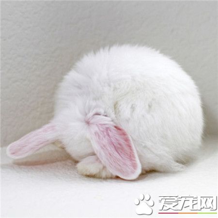 呀，哪里来的毛球！