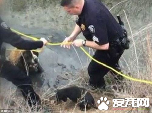 小腊肠救了比自己体型大10倍的圣伯纳犬