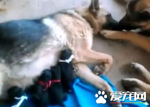 恩爱的德牧夫妻 却生出了一窝黑色的小德牧
