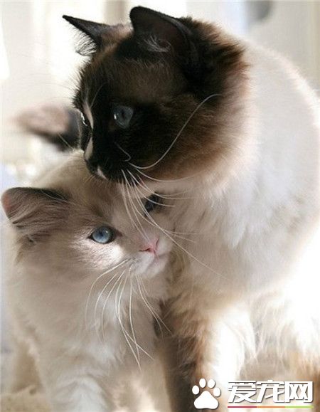 猫咪的情侣照，情到深处自然萌！