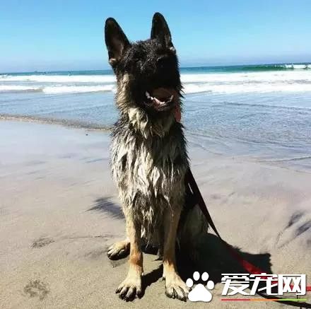 等待屠宰的大狼狗 被她从死亡边缘给救了回来