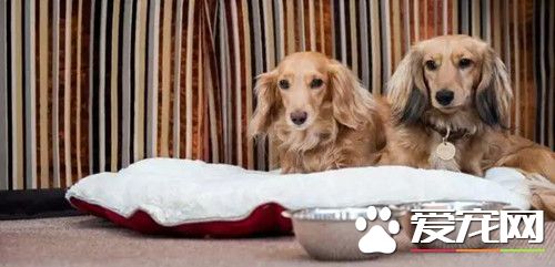 外媒说王思聪的狗是最放纵狗 英国狗表示不服