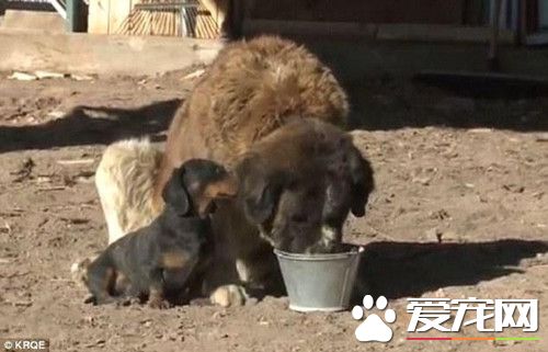 小腊肠救了比自己体型大10倍的圣伯纳犬