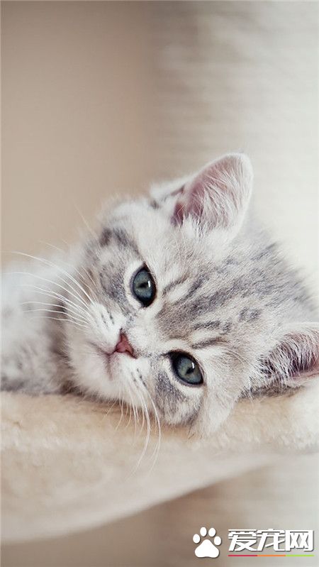 喵星人，本宝宝不开心了