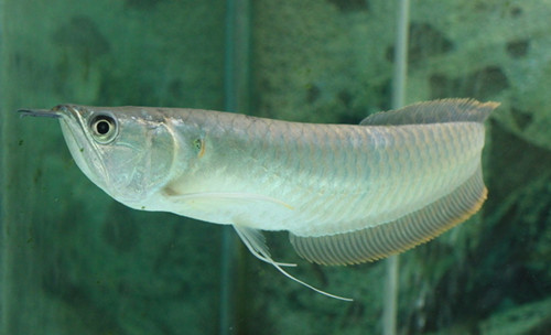 银龙鱼喂什么饲料 喂食活体饲料最好