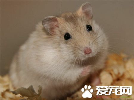 眼神太诱惑了 仓鼠～