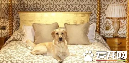 外媒说王思聪的狗是最放纵狗 英国狗表示不服