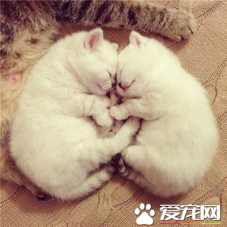 喵星人，想怎么萌就怎么萌