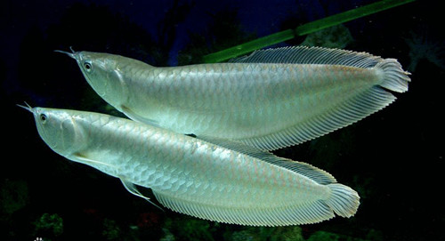 银龙鱼怎么分公母 五种方法可以区分公母