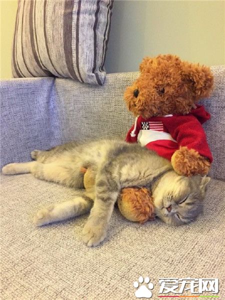 _(:з」∠)_在小熊怀里睡着了，呼吸轻轻的……