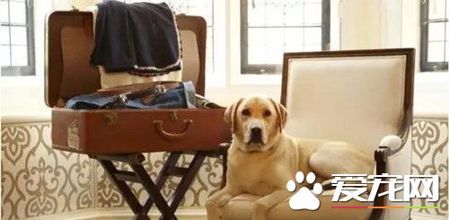 外媒说王思聪的狗是最放纵狗 英国狗表示不服